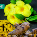 Benefit of Kacchi Haldi and Recipes