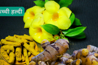 Benefit of Kacchi Haldi and Recipes