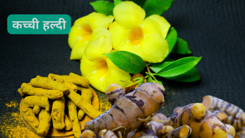 Benefit of Kacchi Haldi and Recipes